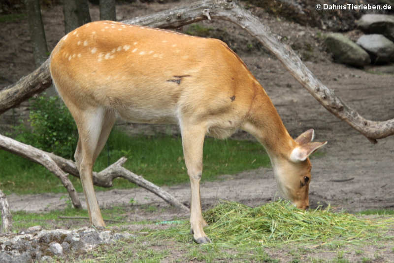 Rucervus duvaucelii-2