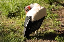 Königsgeier (Sarcoramphus papa) im Zoologischen Garten Berlin