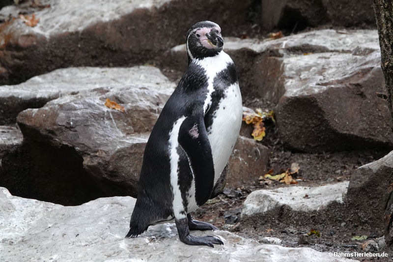 Humboldt-Pinguin
(Spheniscus humboldti) Spheniscus humboldti