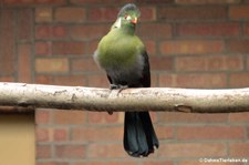 Weißohrturako (Tauraco leucotis) im Zoologischen Garten Berlin