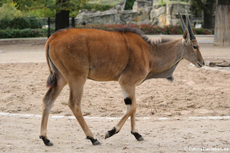 Tragelaphus oryx