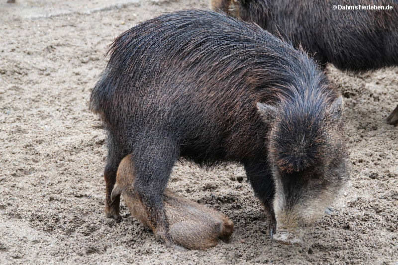Südliches Weißbartpekari mit Nachwuchs
(Tayassu pecari albirostris) Tayassu pecari albirostris