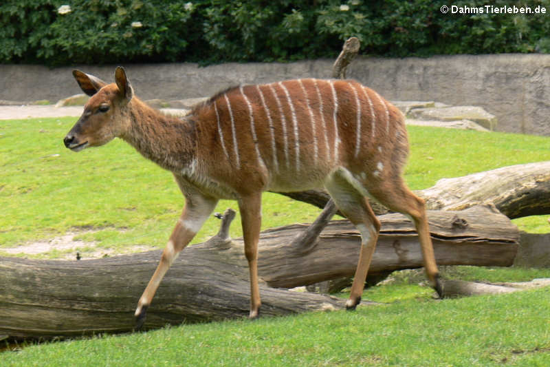 Tragelaphus angasii