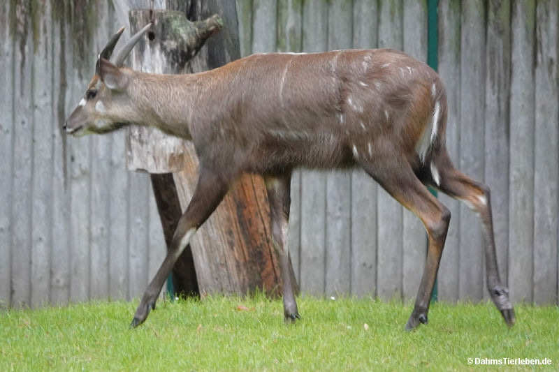 männliche Westliche Sitatunga
(Tragelaphus spekii gratus) Tragelaphus spekii gratus