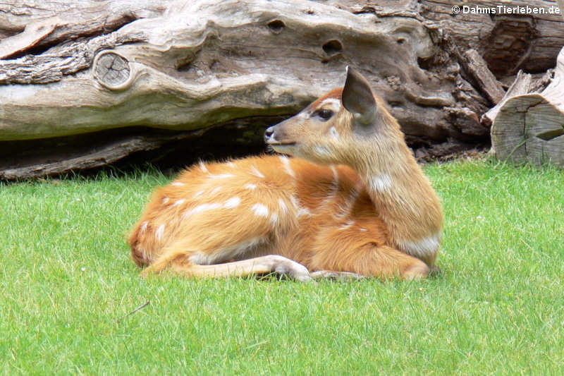 Tragelaphus spekii gratus