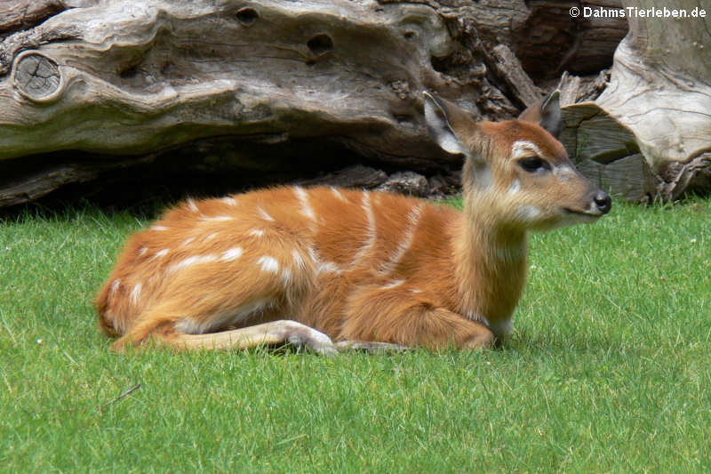 Tragelaphus spekii gratus