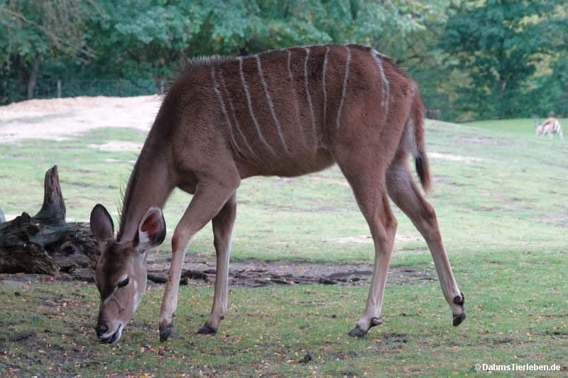 Großer Kudu
(Tragelaphus strepsiceros) Tragelaphus strepsiceros-2