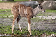 Großer Kudu (Tragelaphus strepsiceros) im Zoologischen Garten Berlin