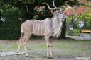 Tragelaphus strepsiceros