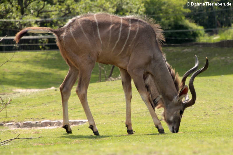 Tragelaphus strepsiceros