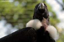 Andenkondor (Vultur gryphus) im Zoologischen Garten Berlin
