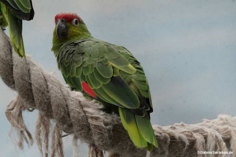 Amazona lilacina
