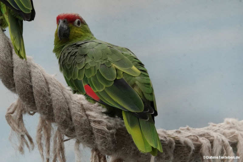 Ekuadoramazone
(Amazona lilacina) Amazona lilacina