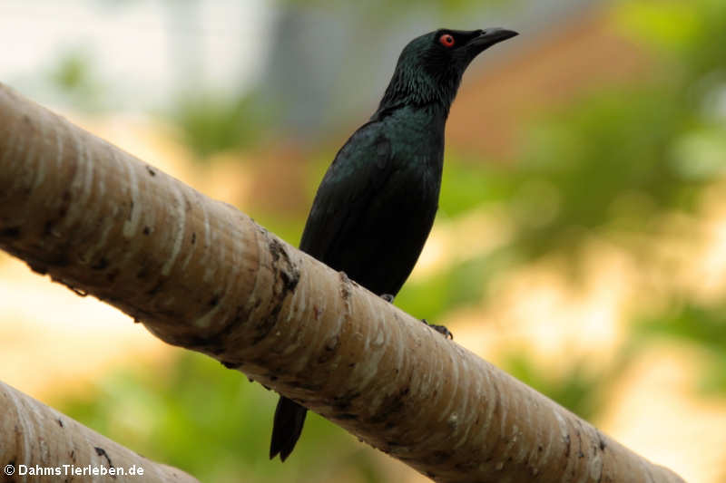 Malaienstar
(Aplonis panayensis) Malaienstar (Aplonis panayensis)