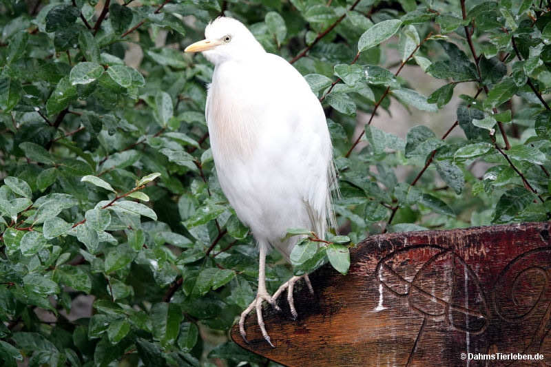 Ardea ibis