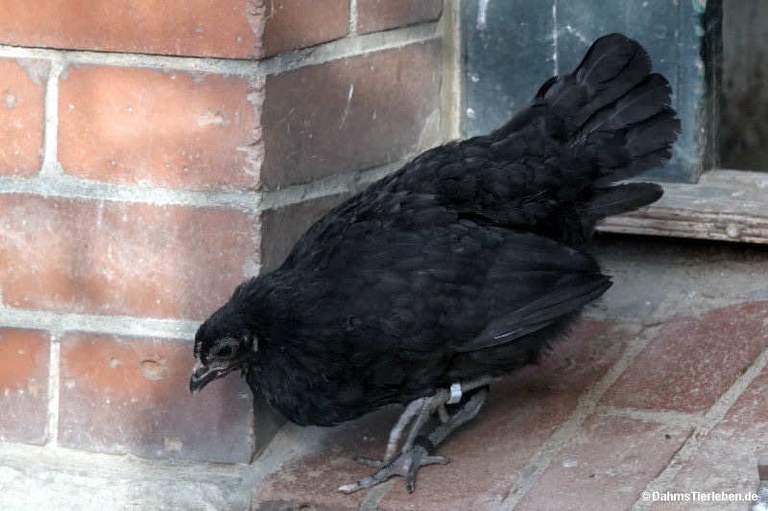 Augsburger Huhn