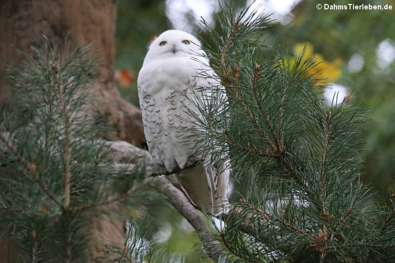 Schnee-Eule
(Bubo scandiacus) Schnee-Eule (Bubo scandiacus)