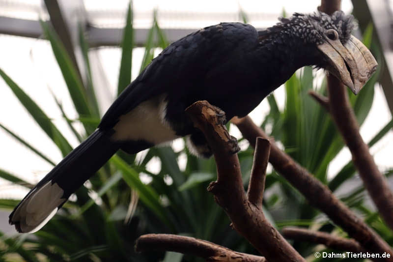Silberwangen-Hornvogel Bycanistes brevis-1