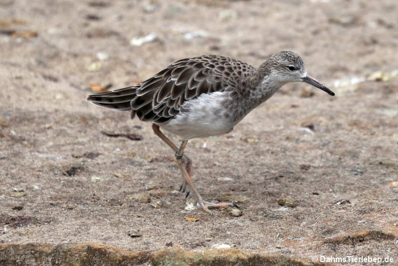 Kampfläufer
(Calidris pugnax) (Calidris pugnax)