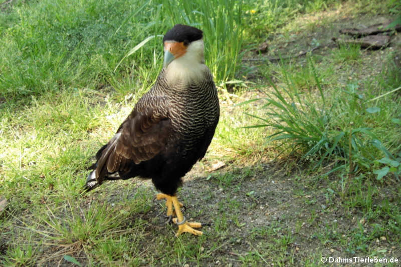 Schopfkarakara
(Caracara plancus) Schopfkarakara (Caracara plancus)