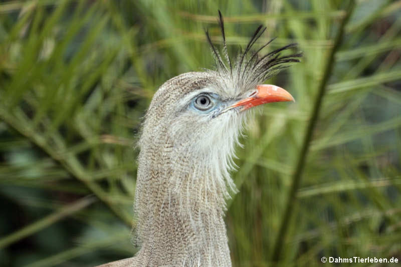 Rotfußseriema
(Cariama cristata) Cariama cristata