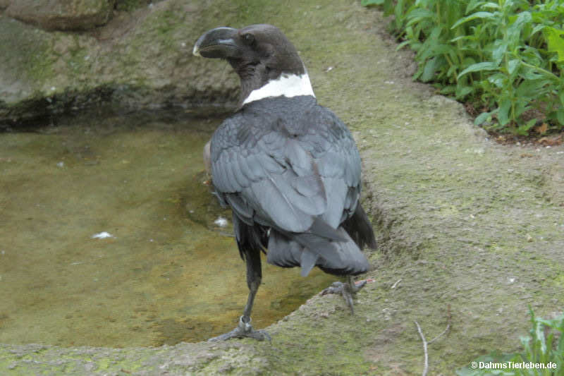 Geierrabe
(Corvus albicollis) (Corvus albicollis)