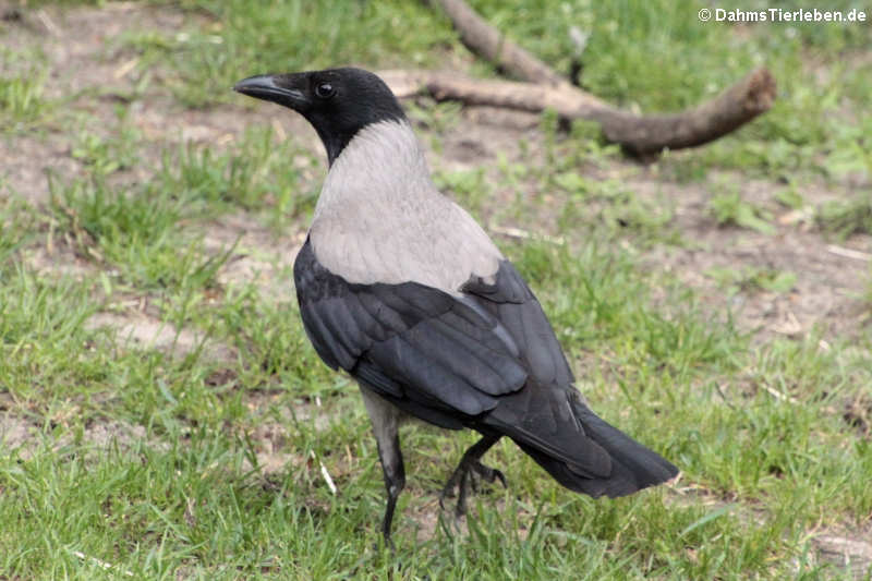 Westliche Nebelkrähe Corvus cornix cornix-4