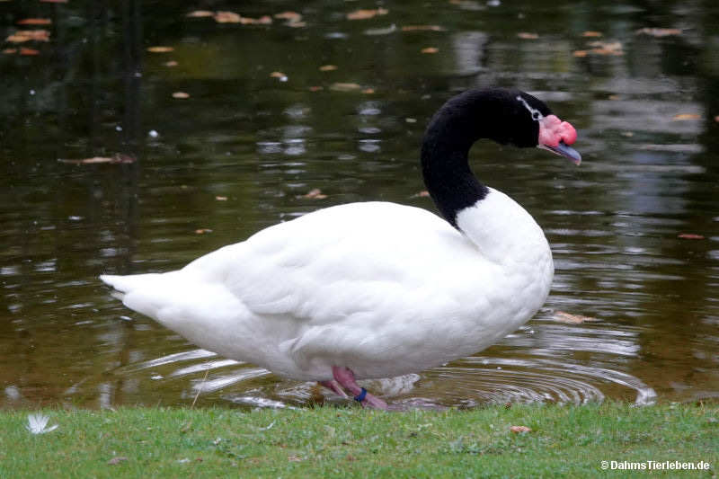 Schwarzhalsschwan
(Cygnus melancoryphus) Cygnus melancoryphus