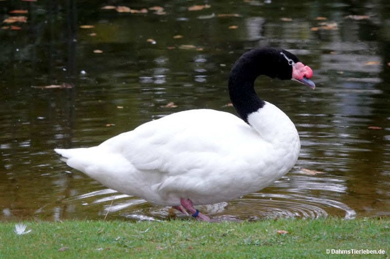 Cygnus melancoryphus