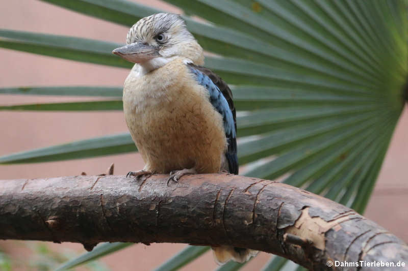 Haubenliest
(Dacelo leachii) Haubenliest oder oder Blauflügel-Kookaburra (Dacelo leachii)