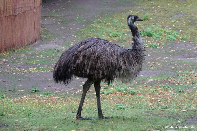 Dromaius novaehollandiae