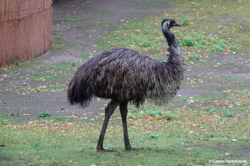 Dromaius novaehollandiae