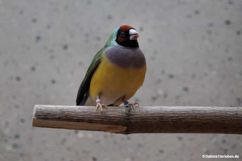 Gouldamadine
(Chloebia gouldiae) Chloebia gouldiae