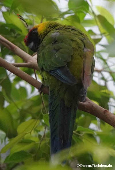 Eunymphicus cornutus