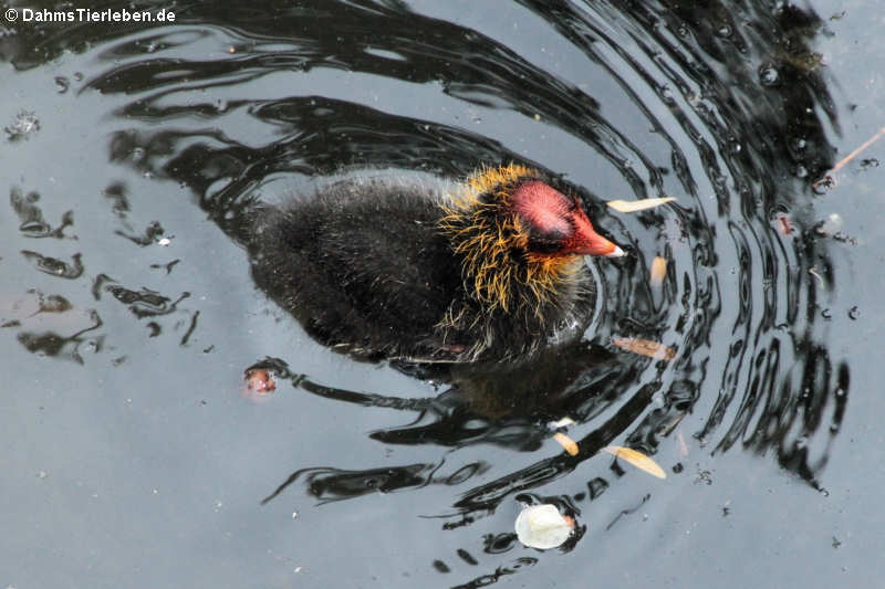 Fulica atra atra-10