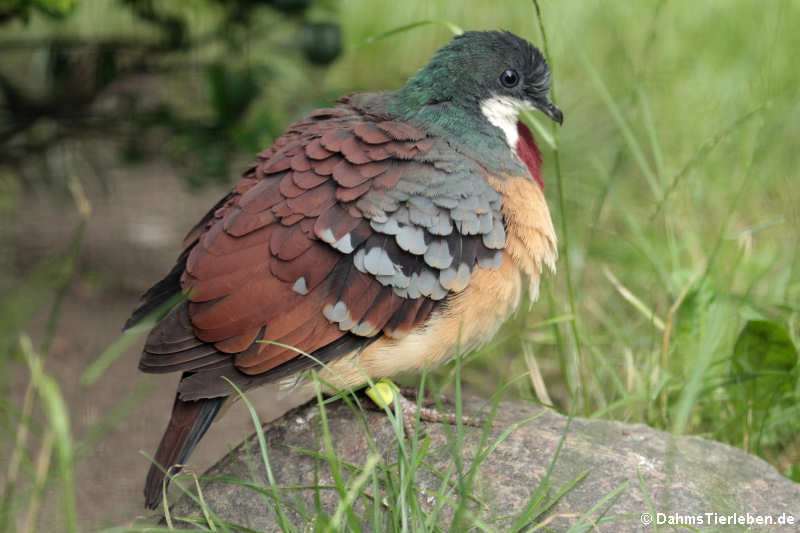 Brandtaube
(Gallicolumba criniger) Gallicolumba criniger