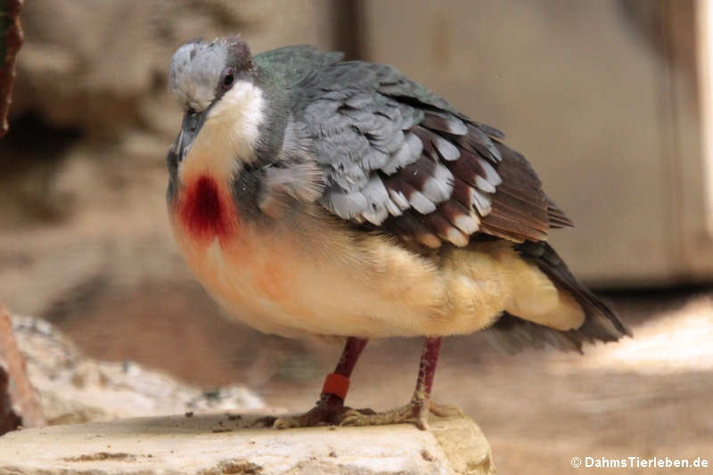 Dolchstichtaube
(Gallicolumba luzonica) Dolchstichtaube (Gallicolumba luzonica)