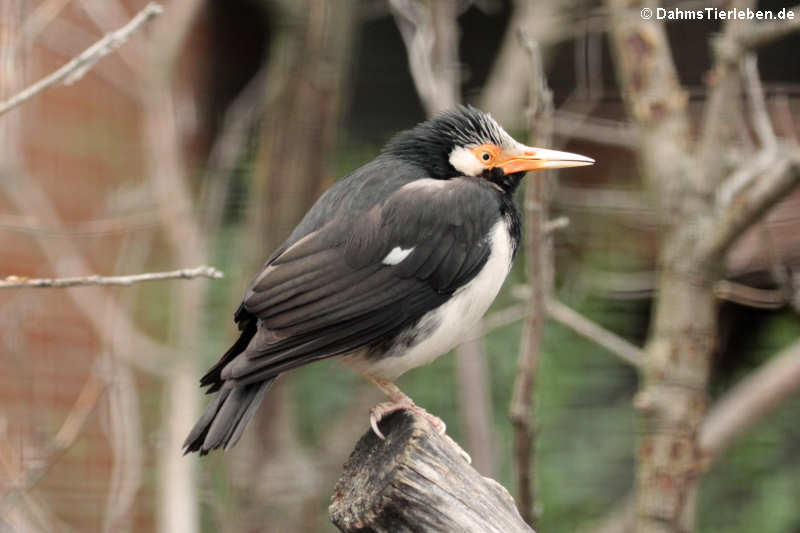 Elsterstar
(Gracupica contra) (Gracupica contra)