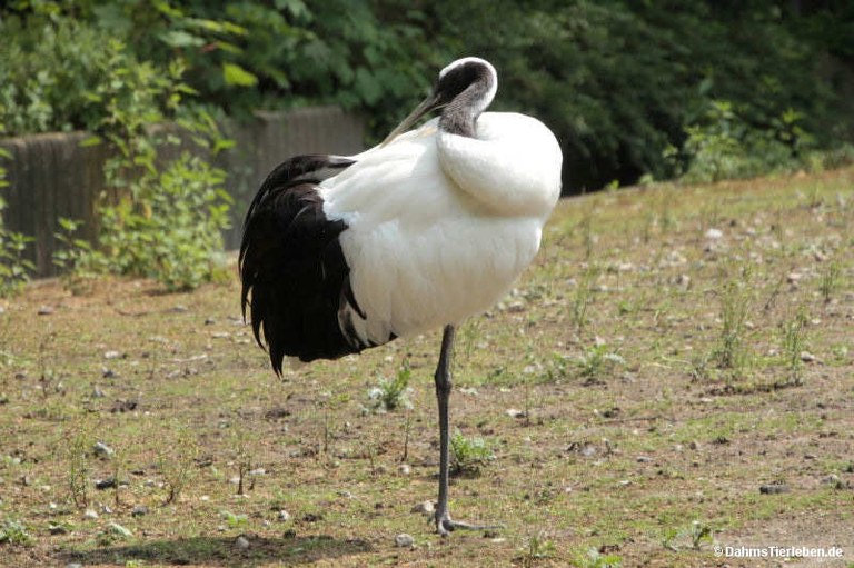 Grus japonensis