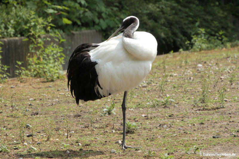 Grus japonensis