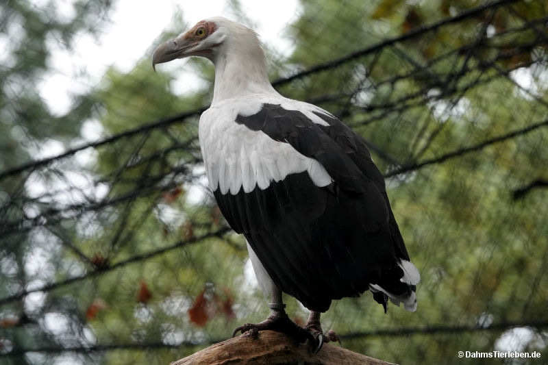 Palmgeier
(Gypohierax angolensis) (Gypohierax angolensis)