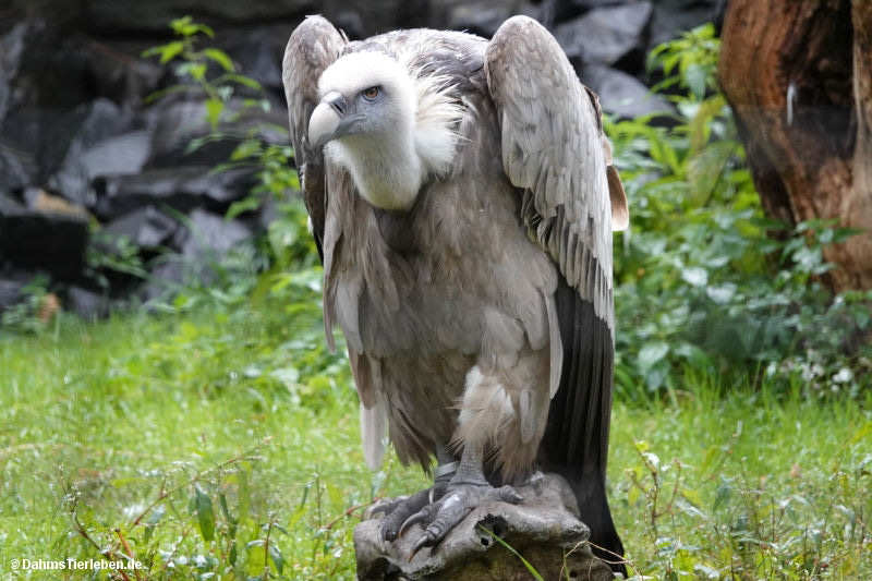 Gyps fulvus