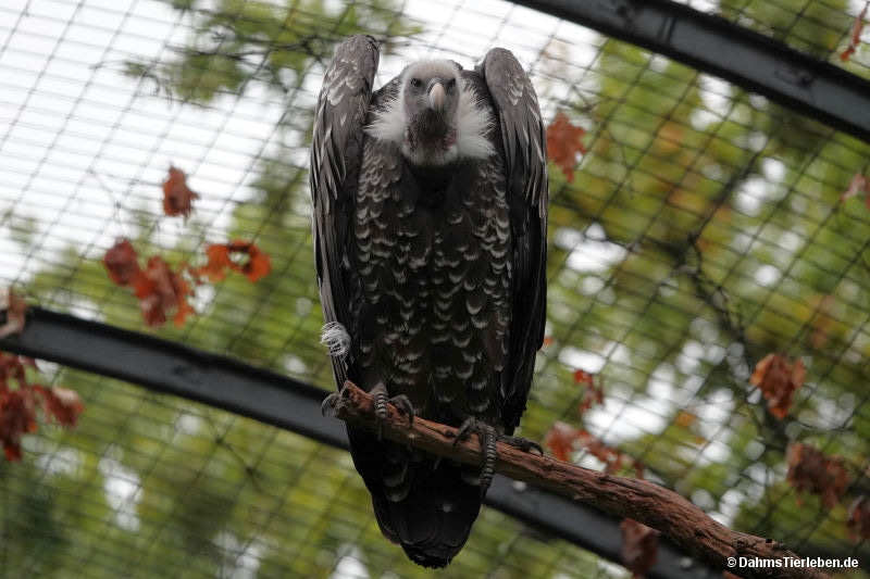 Sperbergeier (Gyps rueppelli)