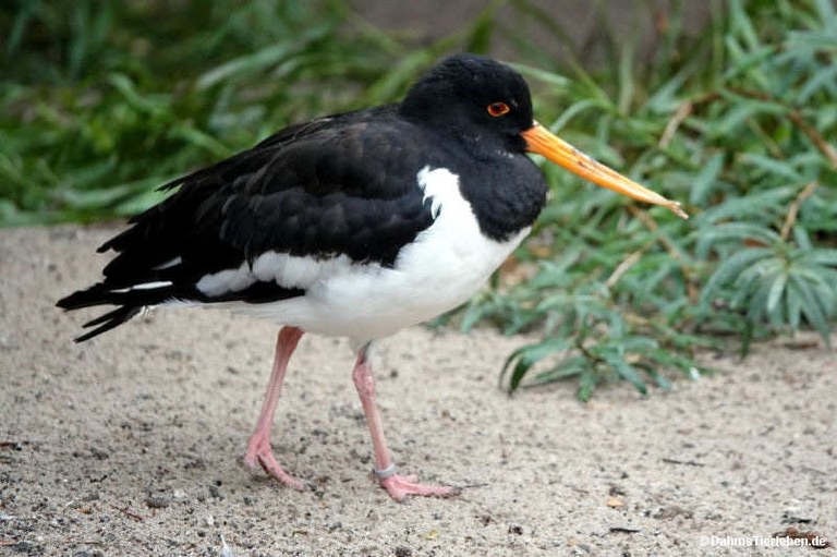 Haematopus ostralegus