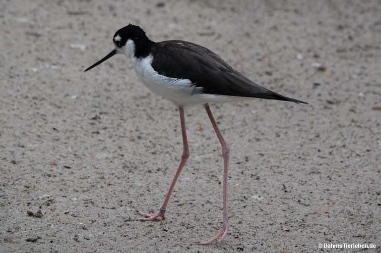 Himantopus mexicanus