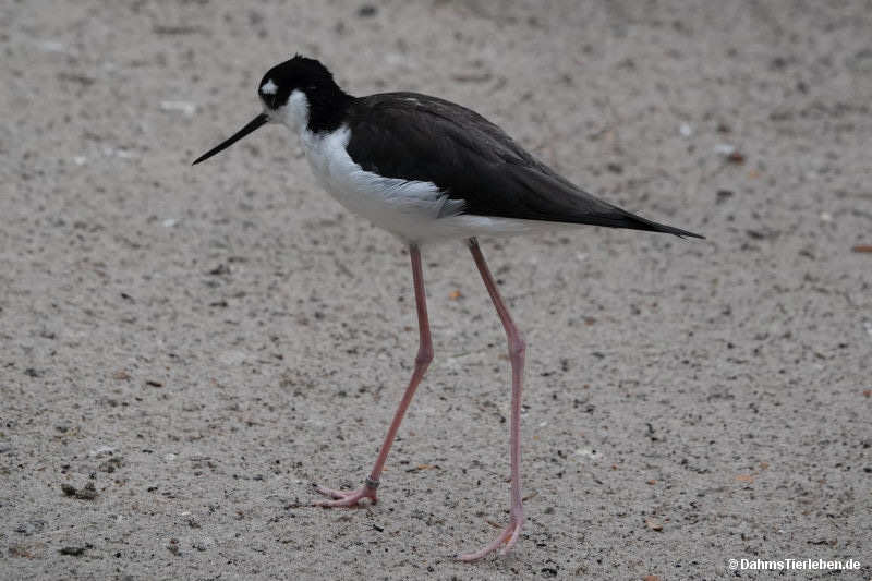 Himantopus mexicanus
