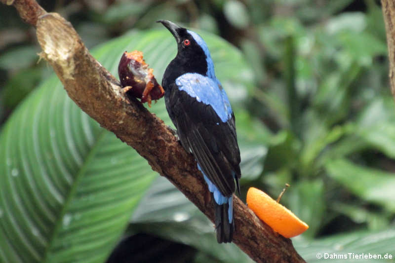Elfenblauvogel oder Türkisfeenvogel
(Irena puella) (Irena puella)