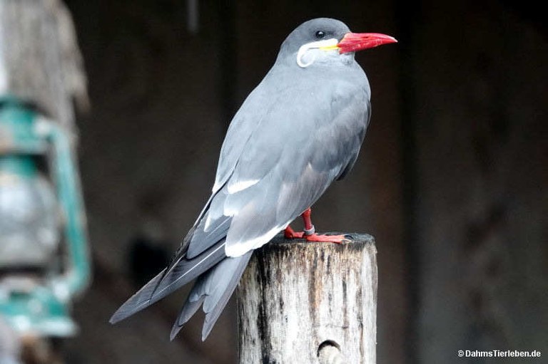 Larosterna inca