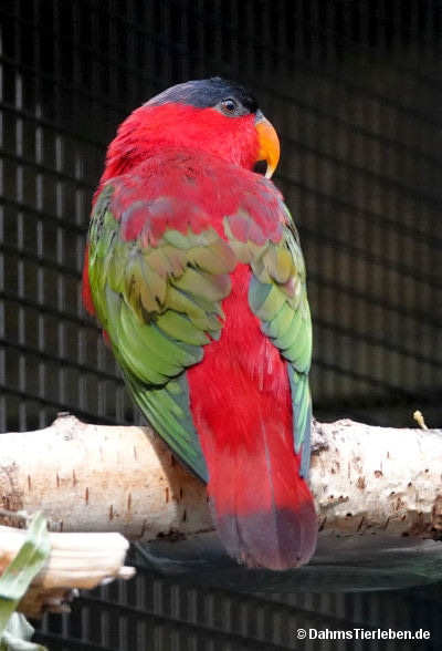 Erzlori
(Lorius domicella) Lorius domicella