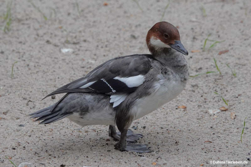 Mergellus albellus